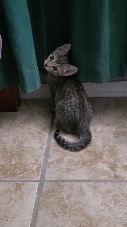 Pepper