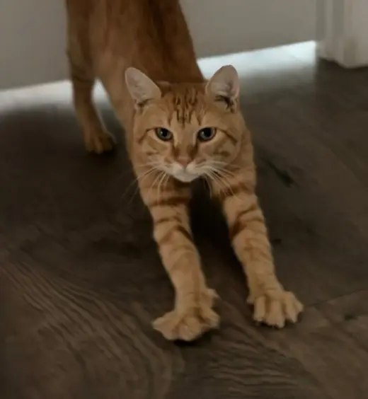 Meatball