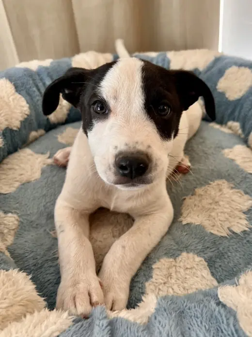 Scout