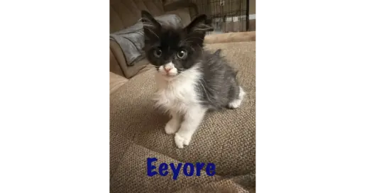 Eeyore