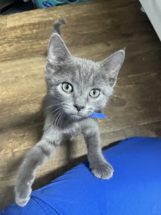 Simon