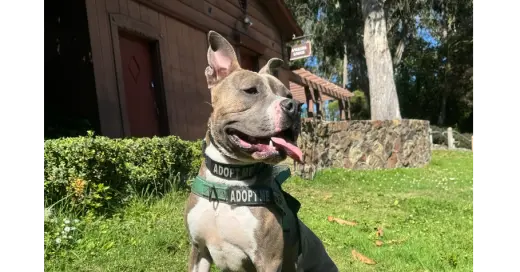 Ace