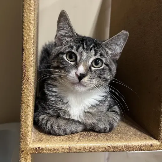Gino