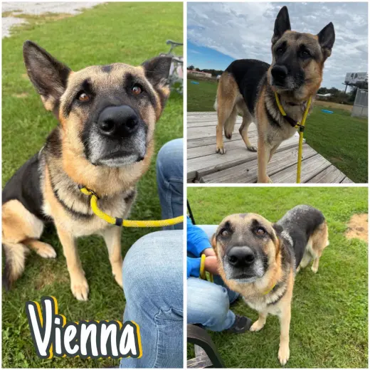 Vienna