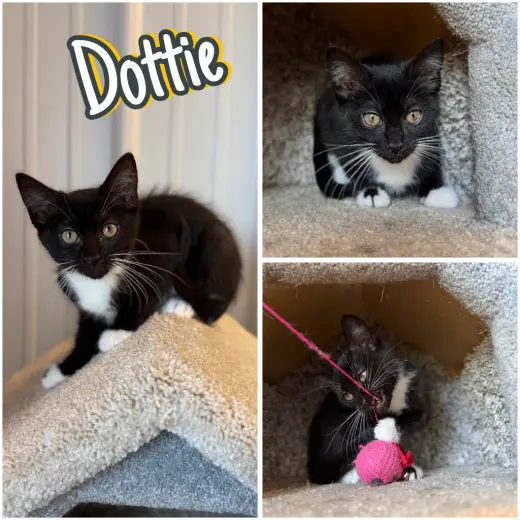 Dottie