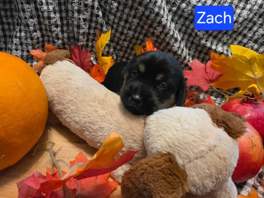 Puppy Zach