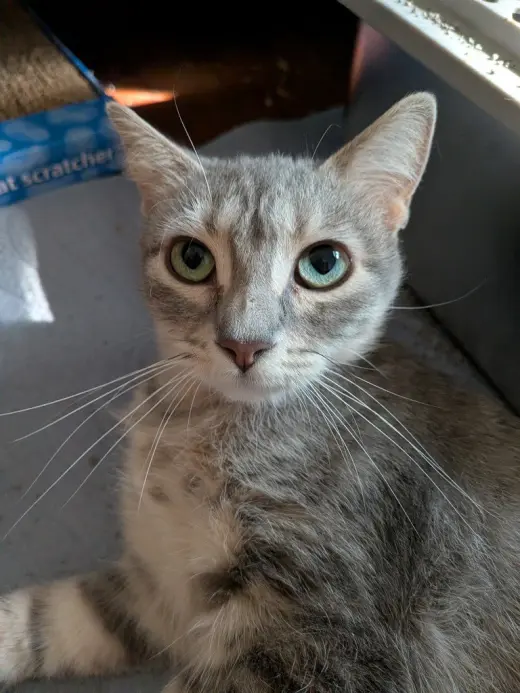 Twyla