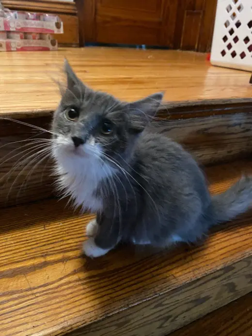 Madam Bergerone (FeLV+)