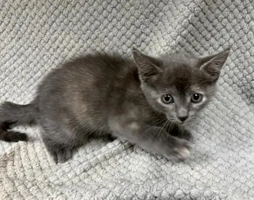 BELLA