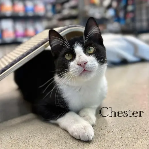 Chester