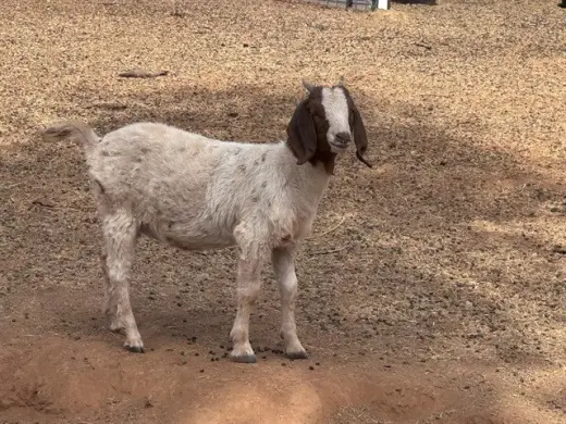 GOAT 14