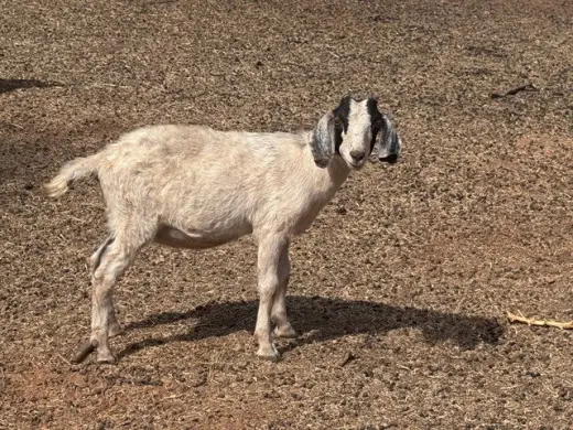 GOAT 10