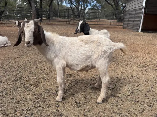 GOAT 9