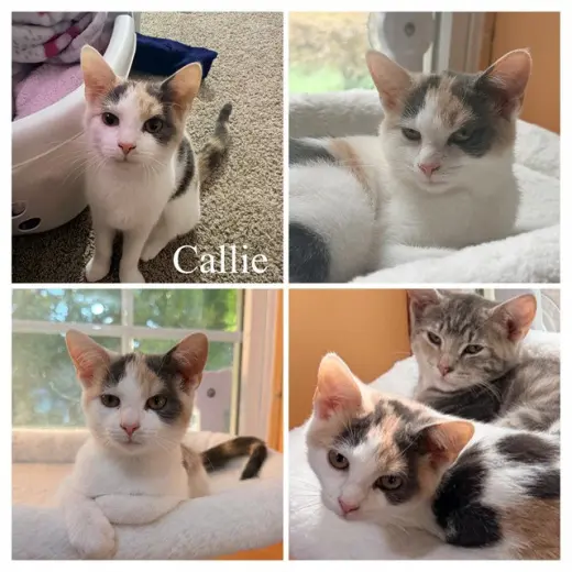 CALLIE