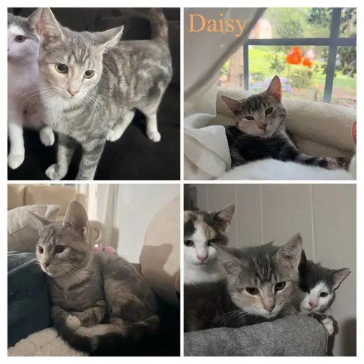 DAISY