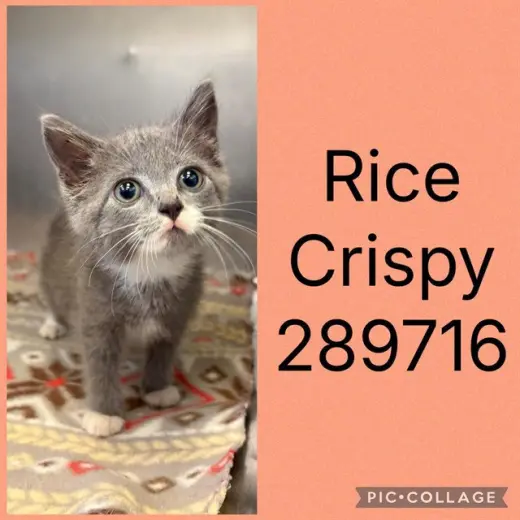 RICE CRISPY