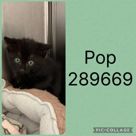 POP