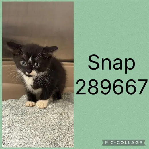 SNAP