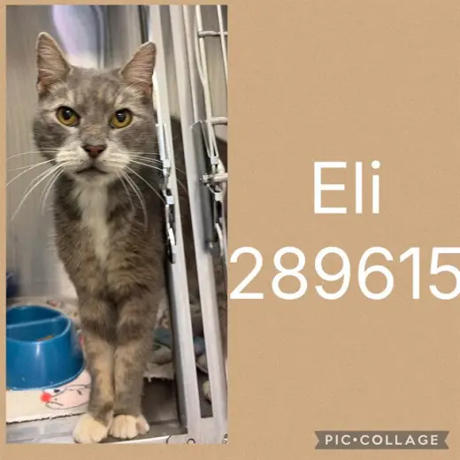 ELI