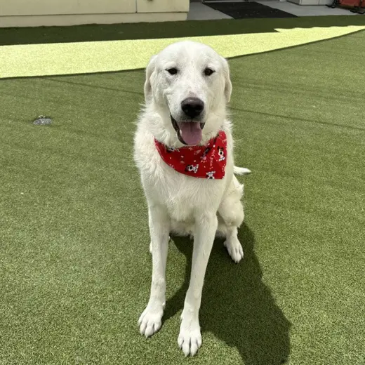 DUKE