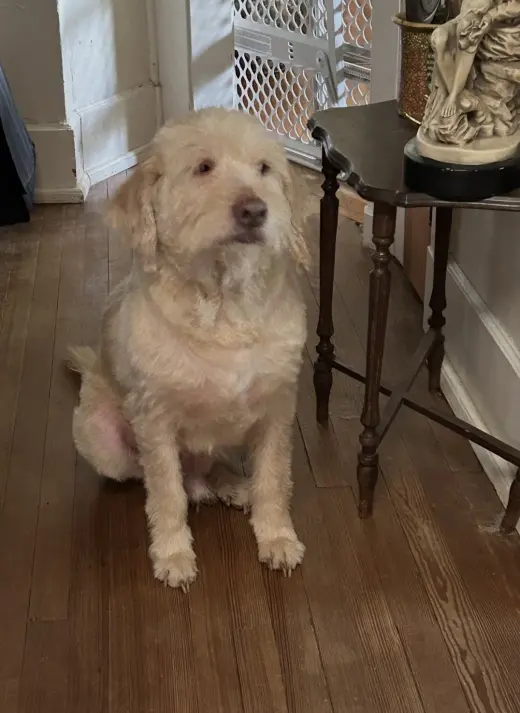 Arthur- smart spunky senior