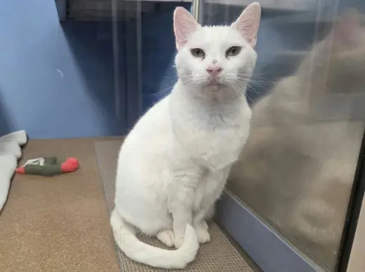 SNOWBALL
