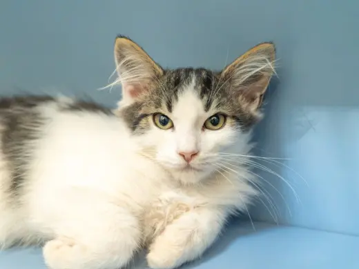 BILLY BOB