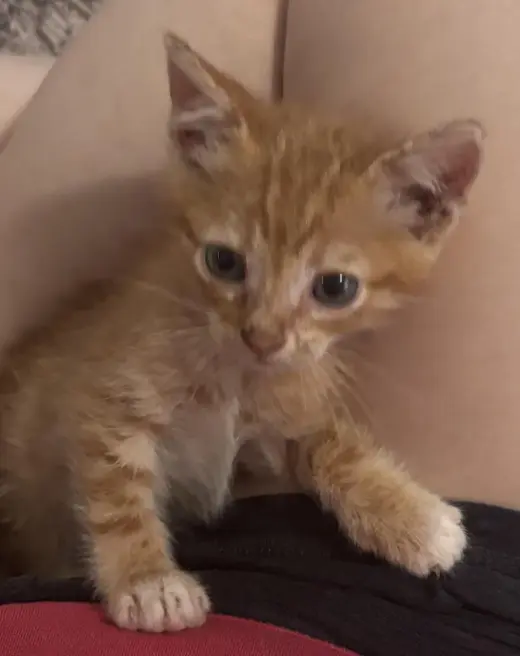 OLIVER