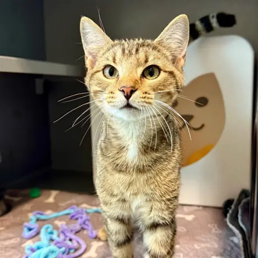 PIP