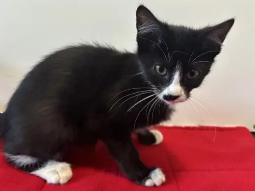*PURRINA