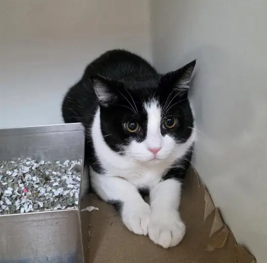 SEBASTIAN