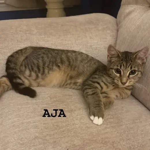 Aja