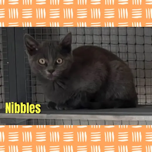 Nibbles