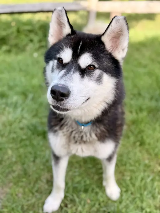 Maverick