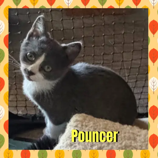 Pouncer