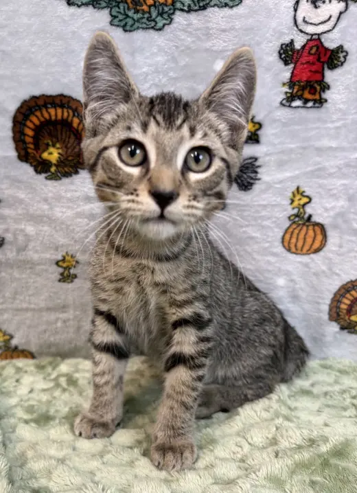 261426  Otis