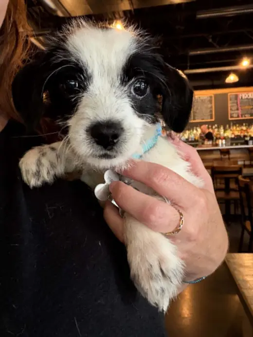Bayley - "B" Litter