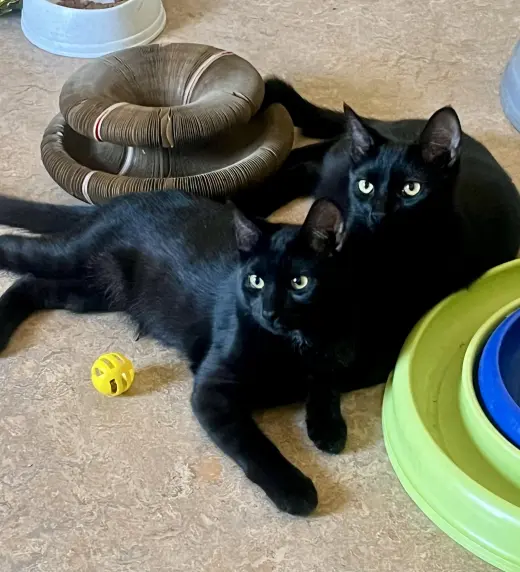 Loki