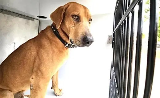 CANELO