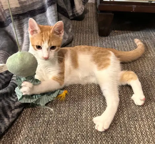 Ollie