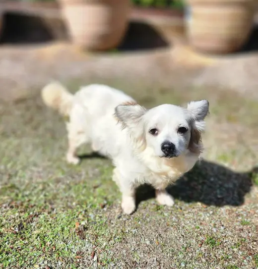 Patrick A senior Papillon mix male