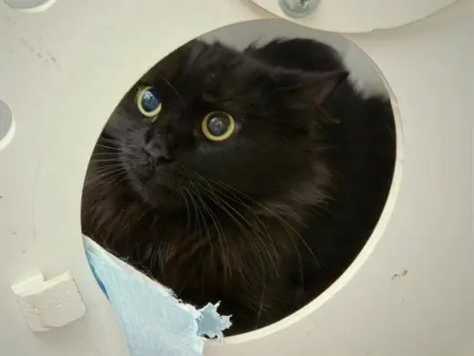 DOMINO
