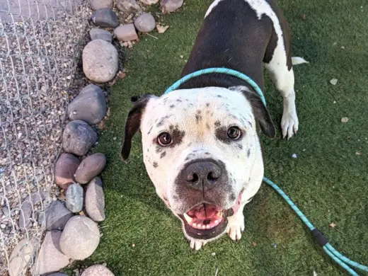 MANCHITAS