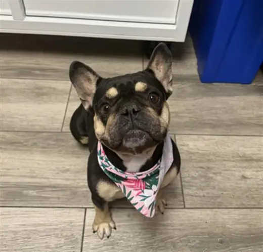 DAISY