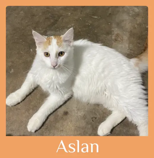 ASLAN