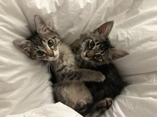 Mercury & Mars