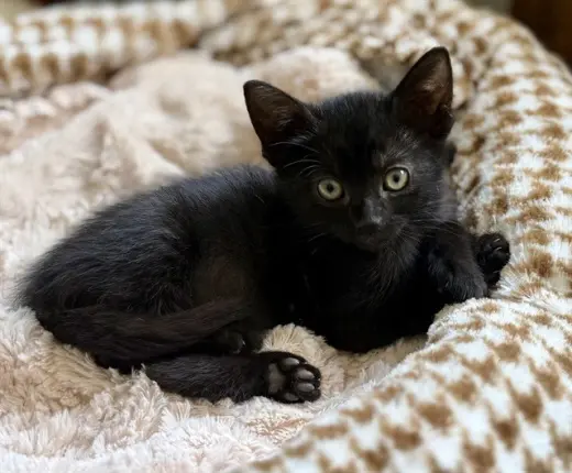 SUKI