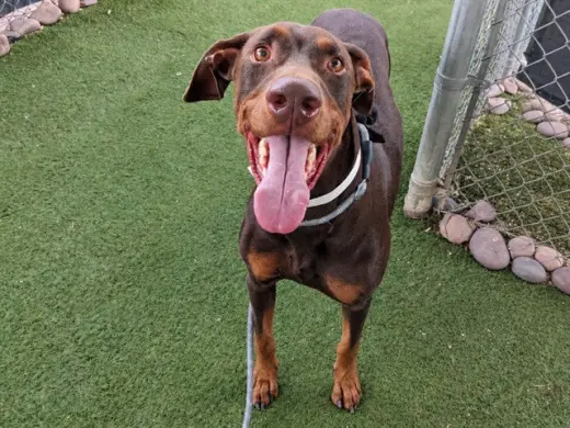 CHICO
