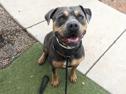 ZEUS