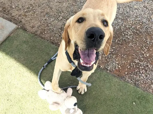 CHEDDAR